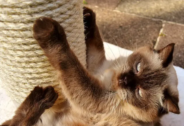 katze spielt kratzbaum