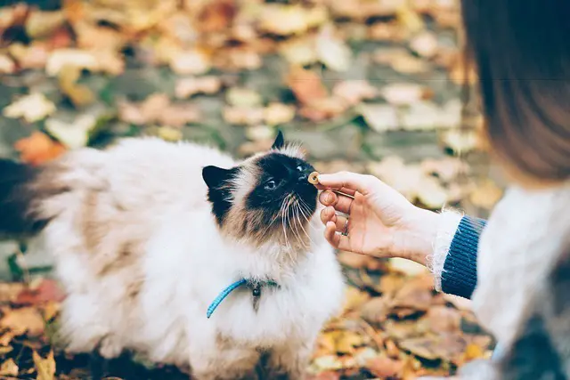 Katzen-Erziehung und Verhaltensaufbau