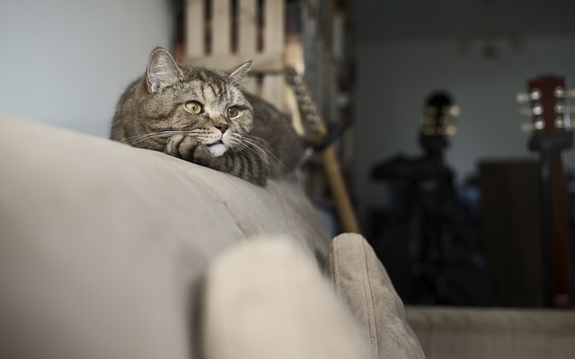 Alternativen zur Freilauf-Katze: Innenhaltung und Katzenbalkone