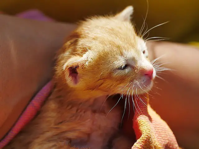 Katzenbabys - Wichtig zu wissen