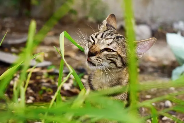 Wie fördere ich die Gesundheit meiner Katze?