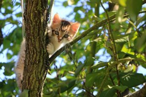 Woran erkenne ich, ob meine Katze glücklich ist?