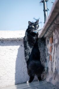 Wie verhindere ich, dass meine Katze das Haus verlässt oder dass sie aus dem Fenster springt?