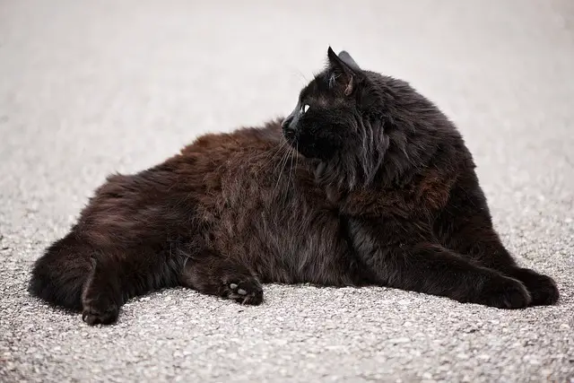 Katzenrassen mit besonders ausgeprägtem Fell: Perser, Angora & Co.