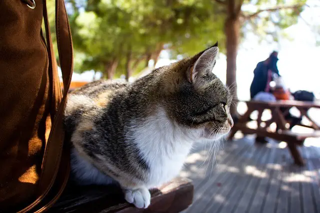 Reisevorbereitungen für Katzenbesitzer