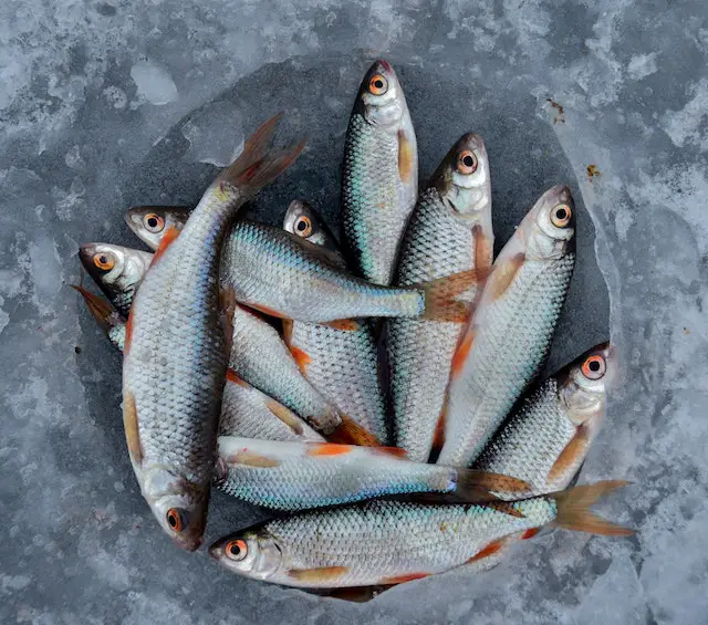 Dürfen Katzen Bananen essen? Ja, aber Fisch ist eine artgerechtere Alternative