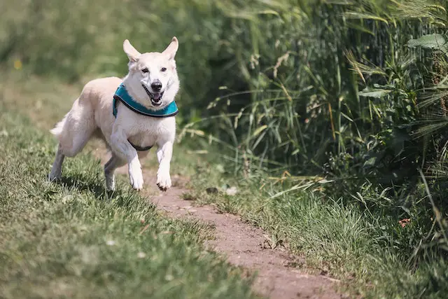 Hund atmet schnell- mittlere oder hohe Anstrengung sind die wahrscheinlichste Ursache