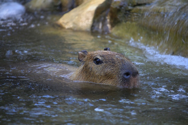 Capybara lieben das Wasser. 