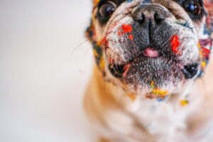 Französische Bulldogge