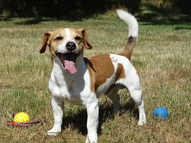 Jack Russel Terrier