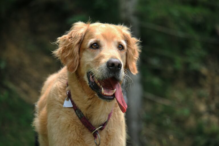 closeup photo of short-coated tan dog