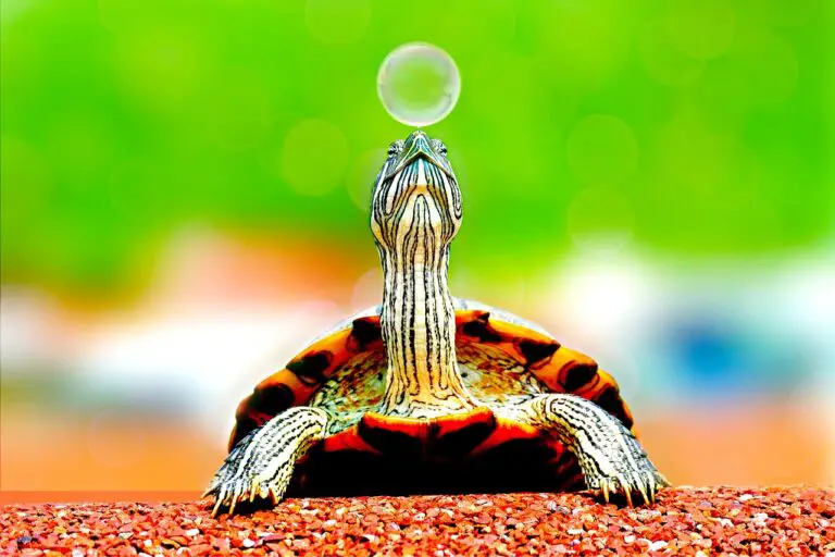 animal, turtle, bubble