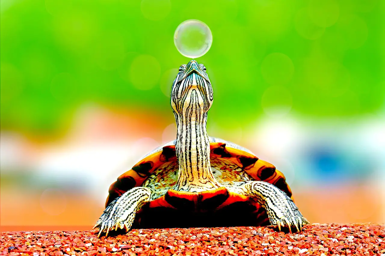 animal, turtle, bubble