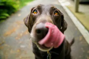 Spirulina für Hunde am besten einmal täglich mit dem Futter verarbreichen.
