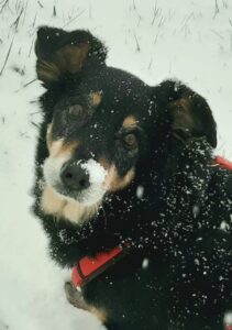 Alte Hunde frieren im Winter schneller