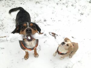 Hunde im Winter