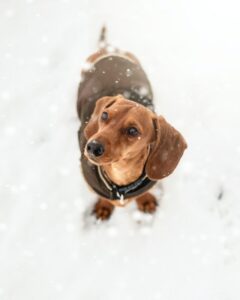 Hunde im Winter