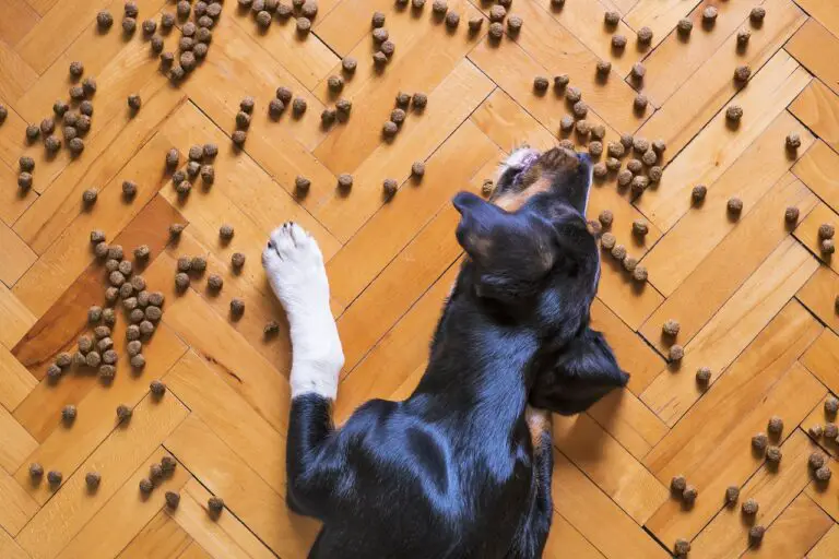 dog food, dog kibble, dry dog food