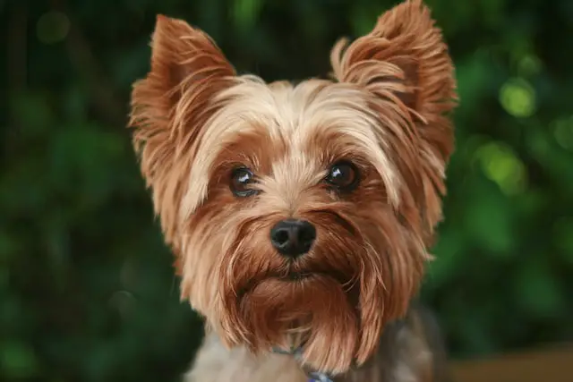 yorkshire terrier