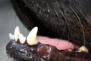schwarzes Zahnfleisch beim Hund