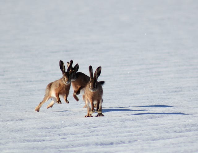 Unterschied Hase/Kaninchen, Schneehasen mit langen Ohren und langen Läufen