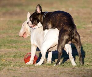 Hund rammelt anderen Hund