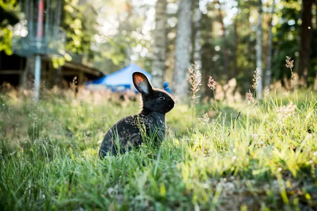 Wie alt werden Kaninchen? Haus und Wildkaninchen haben unterschiedliche Lebenserwartungen