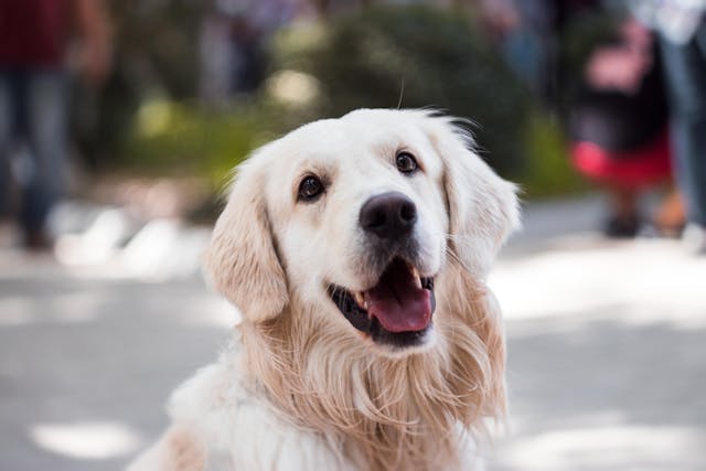 Dürfen Hunde Pferdefleisch essen? Ja