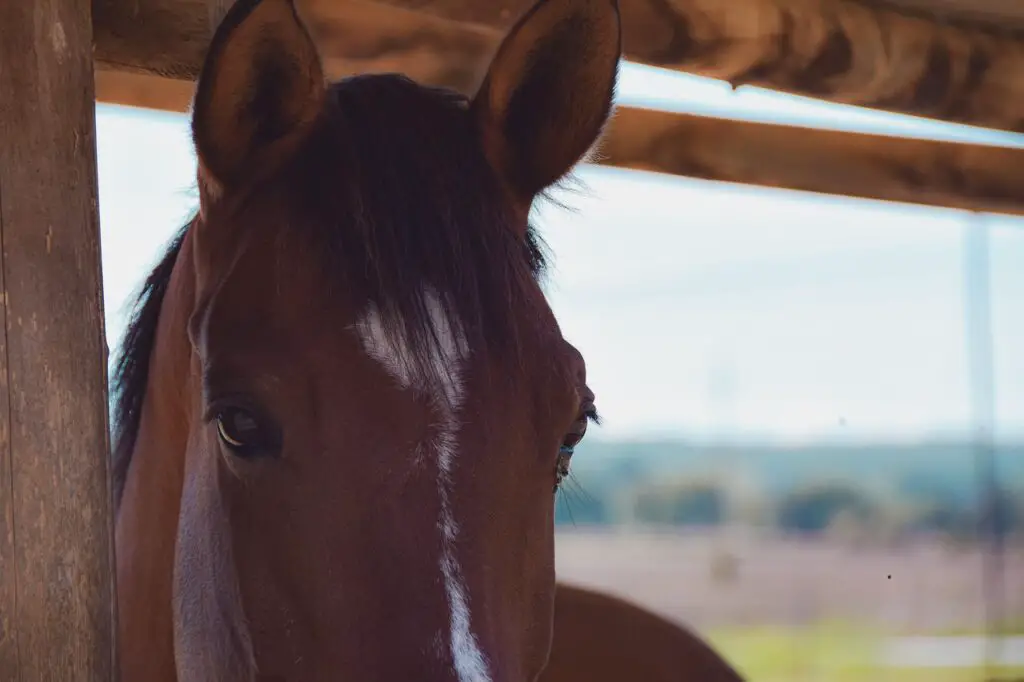  Tiere mit [T] am Anfang - Haustierlino.de Illustration 