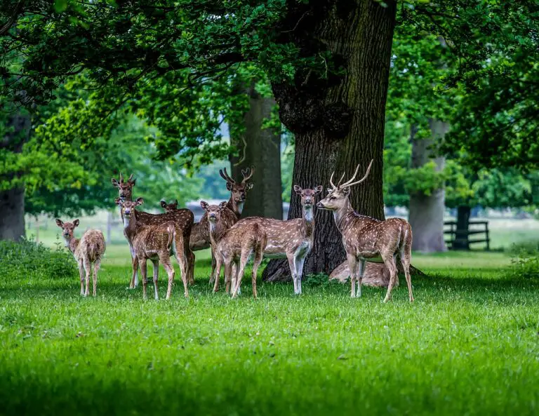 deer, doe, buck, reindeer, animals, wild animals, wildlife, forest, woods, nature, trees