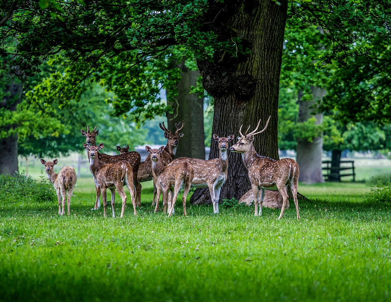 deer, doe, buck, reindeer, animals, wild animals, wildlife, forest, woods, nature, trees